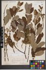 Foto von Salix cinerea L.